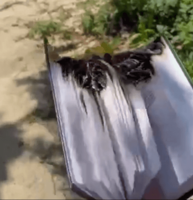 Юноша сжег Коран на фоне мечети в Волгограде. На него возбудили уголовное дело и обвинили в работе на СБУ