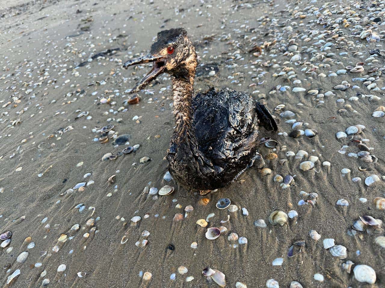 Only 15% of birds rescued  after Russia’s Black Sea oil spill survive in rehab centers