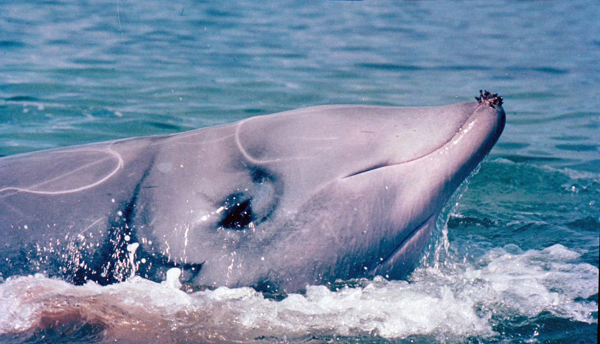 Ученые обнаружили у берегов Мексики неизвестных китов. Вероятно, это новый вид