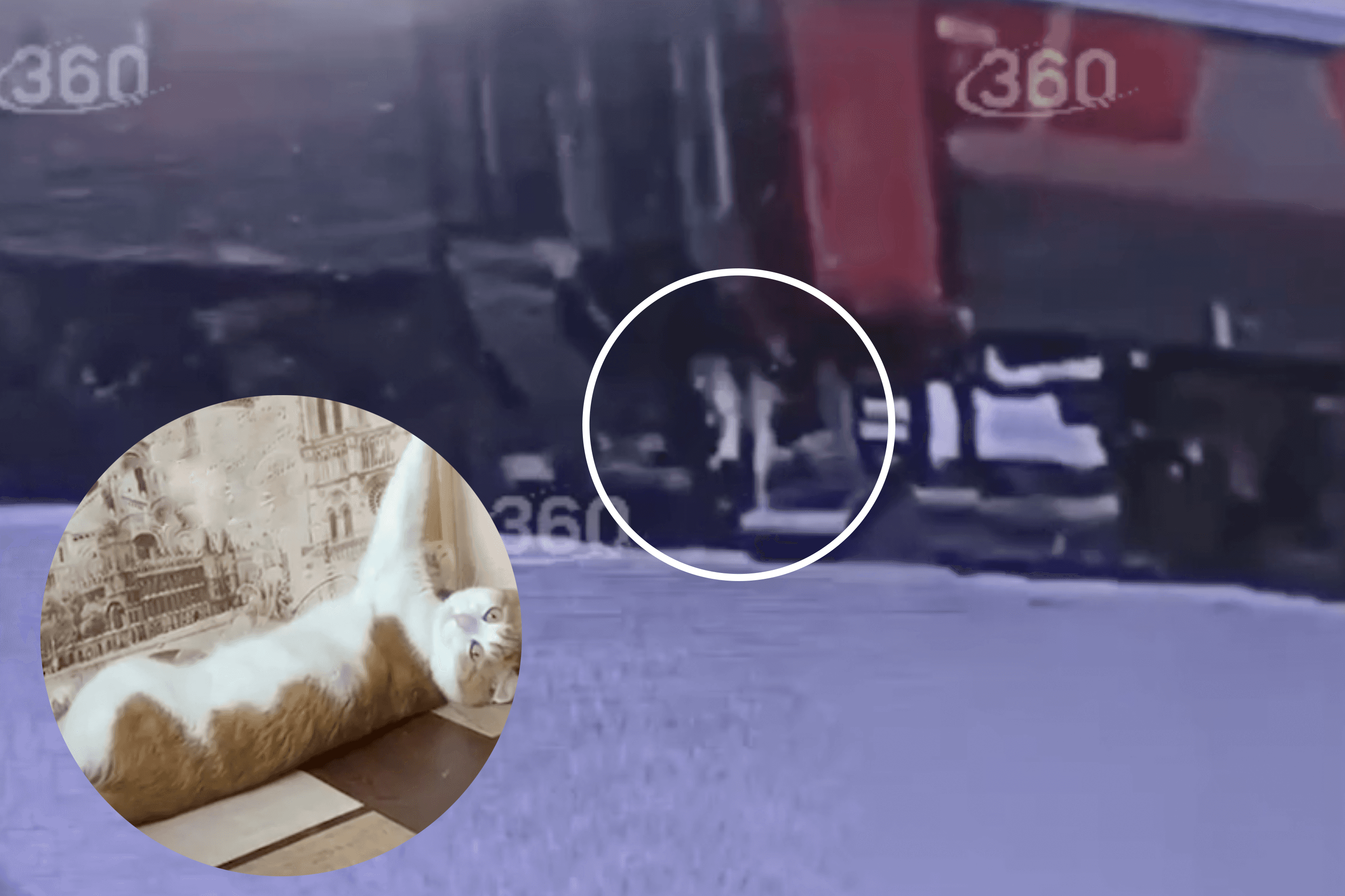 В Кирове полиция ищет кота — проводница выбросила его из поезда, сказав хозяину, что он сбежал. Кот был с билетом и ехал после операции