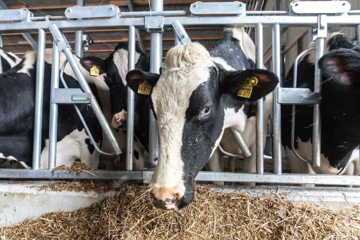 «Сжигайте нас вместе с коровами»: под Новосибирском фермеры протестуют против массового убоя скота и подозревают власти в сокрытии ящура