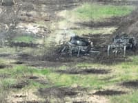 Миниатюра 4