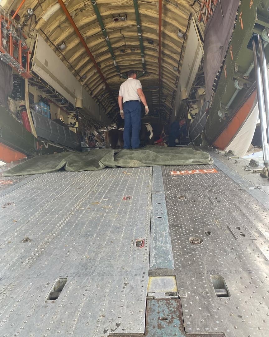 Пони после прибытия в Пулково