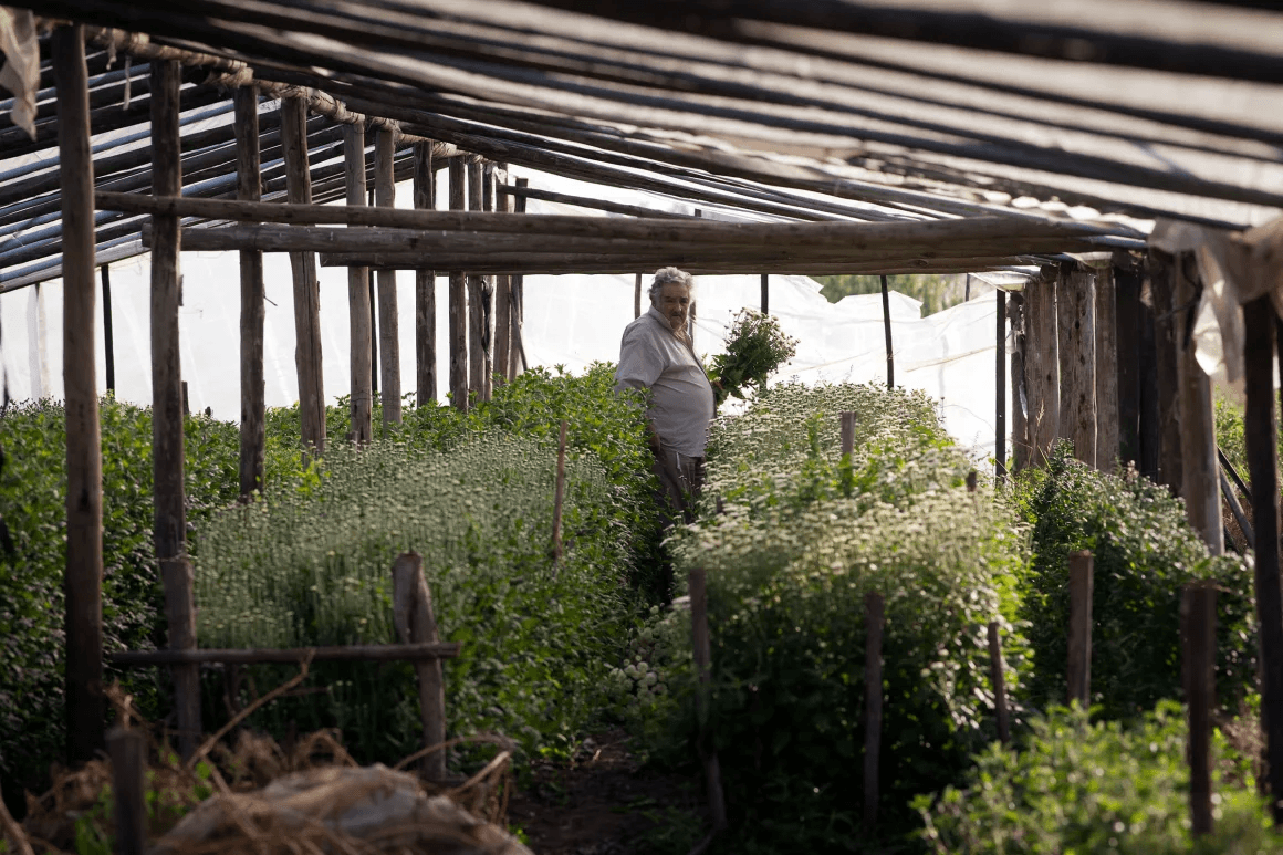 Мухика собирает урожай на своей ферме, май 2010