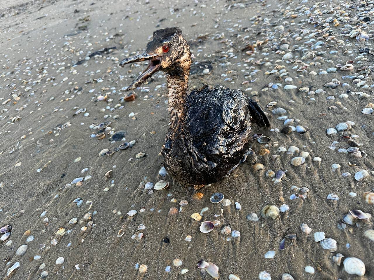 Минтранс: После крушения танкеров в Черное море попало 2,4 тысячи тонн мазута. Это первая авария с «тяжелым» топочным мазутом в мире