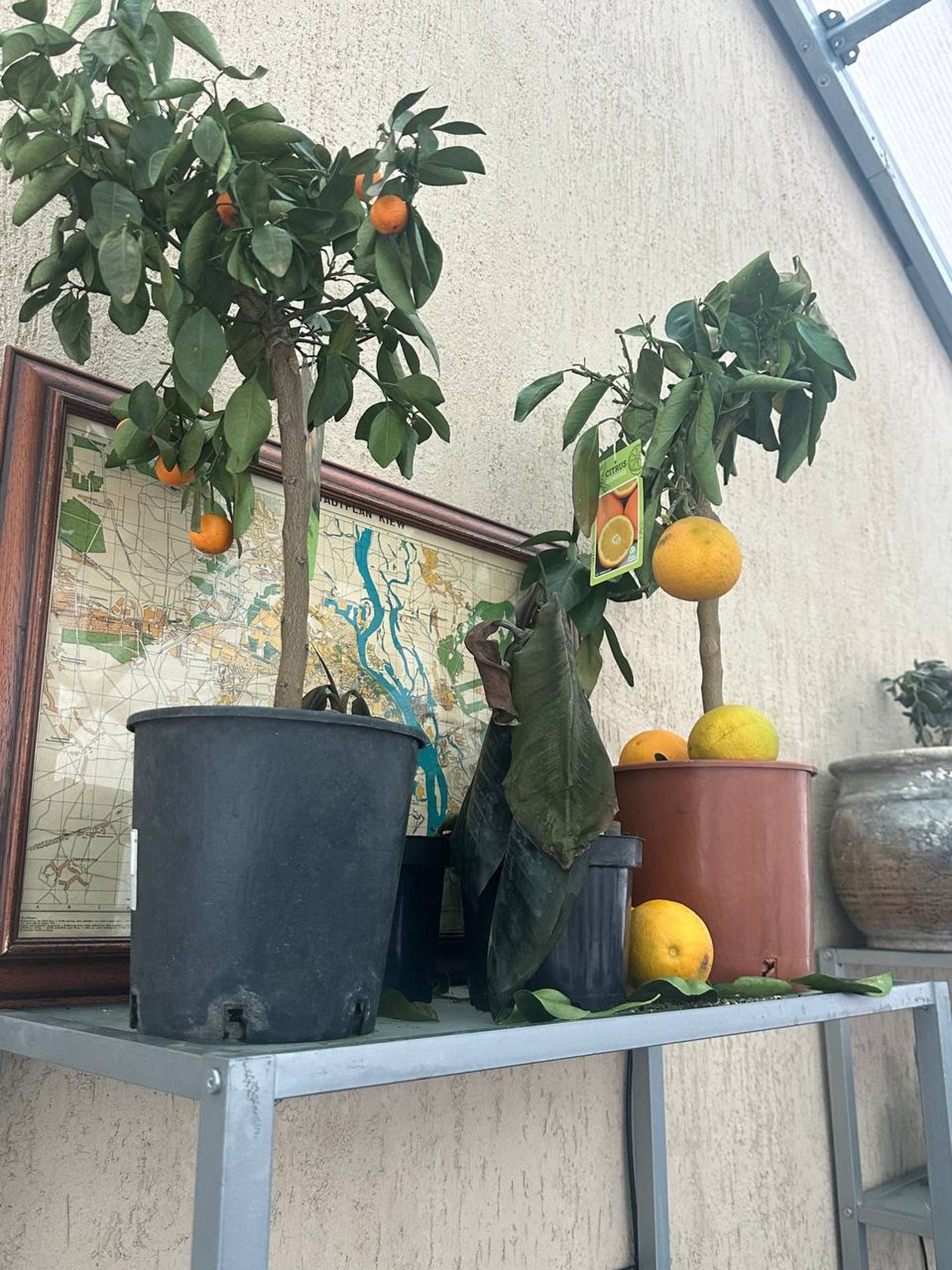 Dead plants in Anna’s greenhouse. Kyiv Region, Obukhiv District
