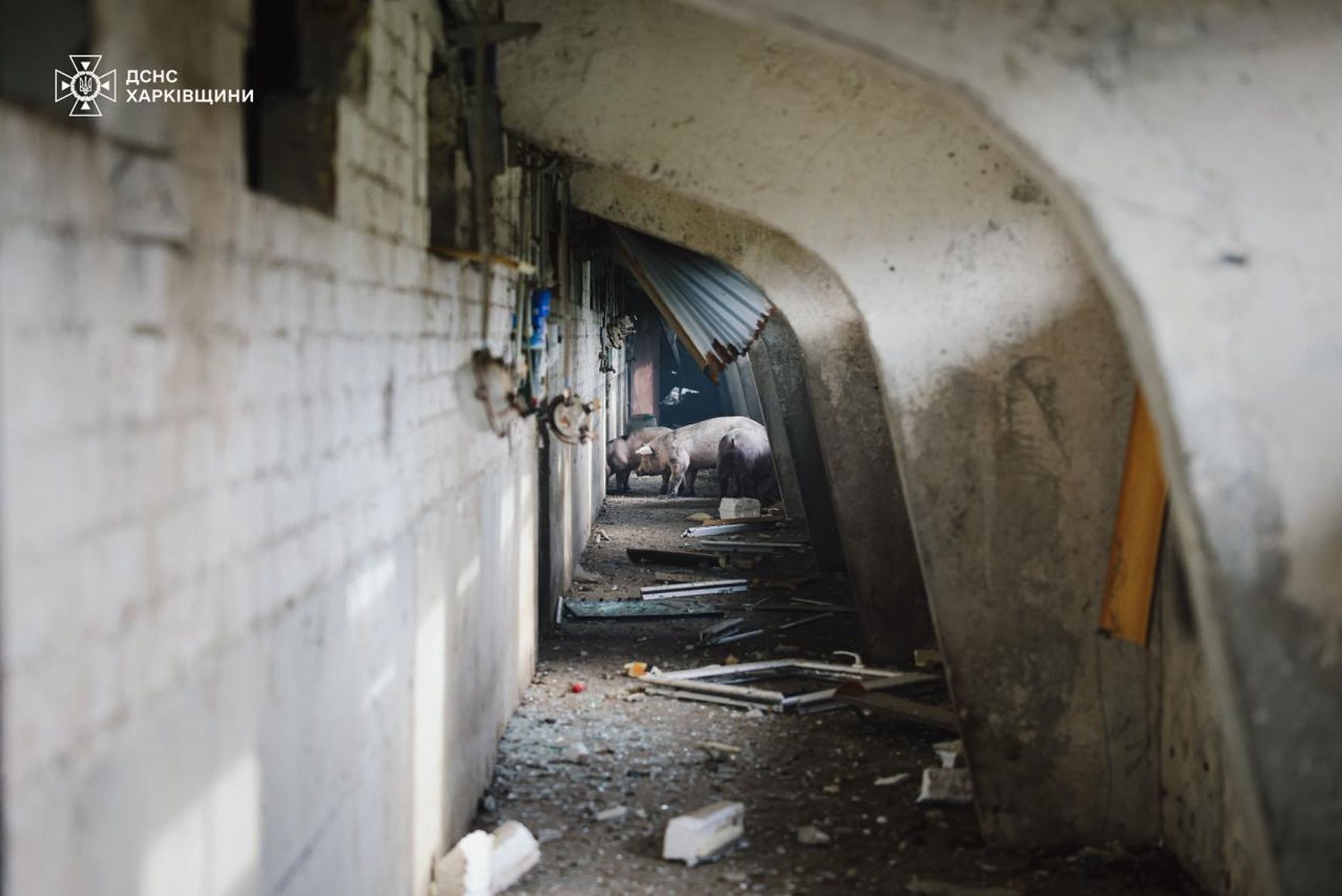 Последствия российского удара по свинарнику в Харьковской области, 03.10.2025