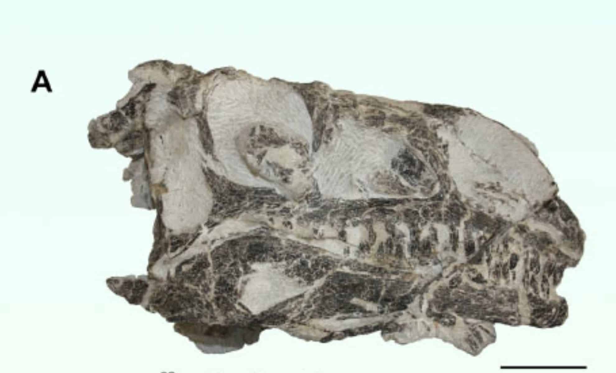 Фото: Lania et al., doi: 10.1186/s13358-025-00373-6.